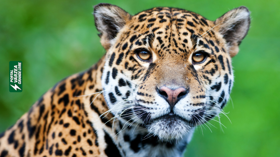 Polêmica Ambiental: Assembleia de Mato Grosso Aprova Lei que Pode Aumentar Desmatamento na Amazônia