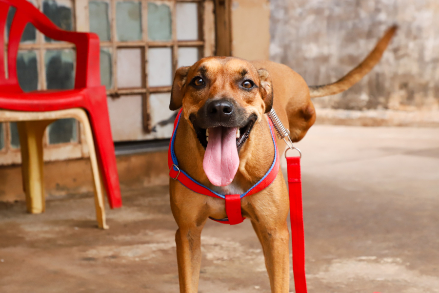 Projeto que resgata animais em Várzea Grande ganha reforço com campanha contra maus-tratos