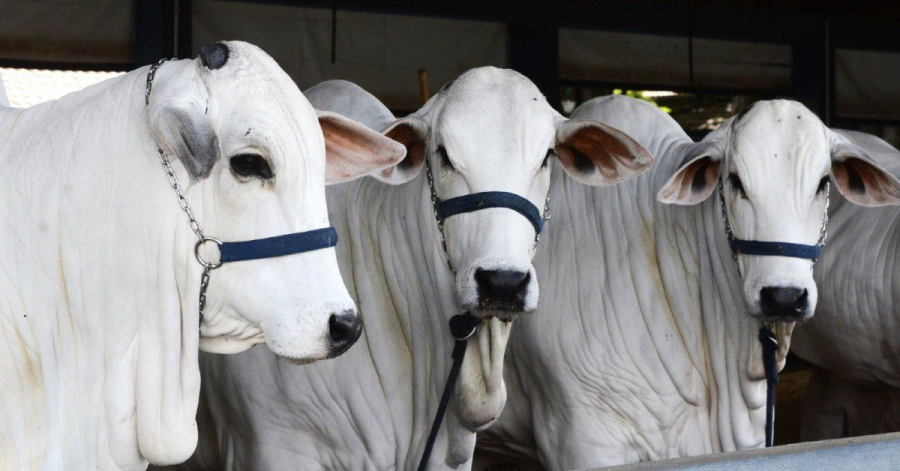 Expoagro 2026 projeta movimentar mais de R$ 20 milhões em leilões e gerar mais de 2 mil empregos